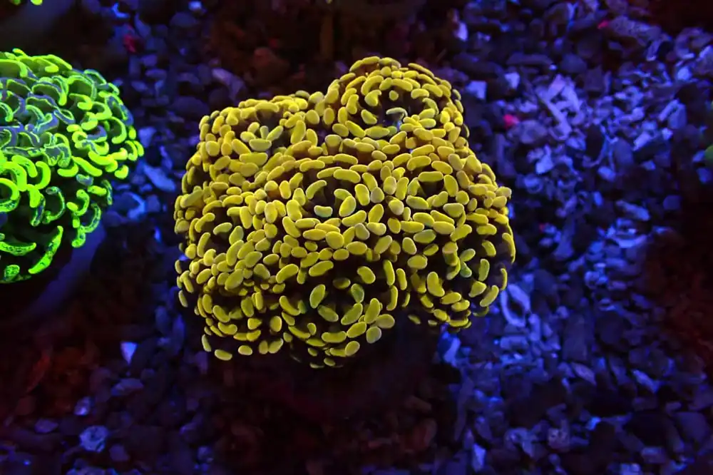 Gold Hammer Frag - Natural Environment Aquatix