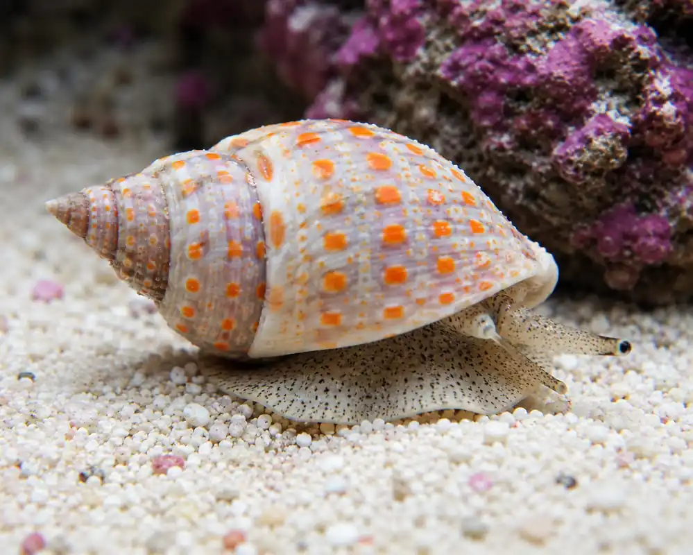 Orange Spot Nassarius Snail - Natural Environment Aquatix