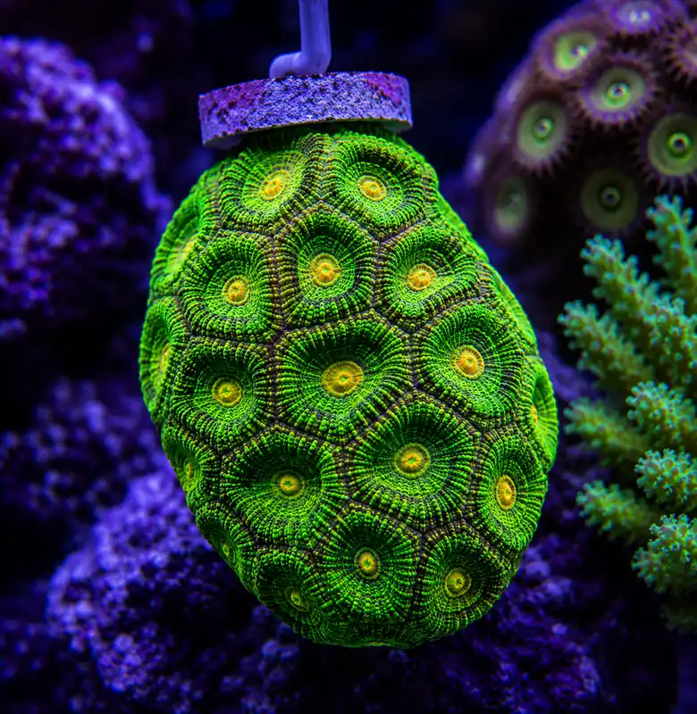 Dangle Favia - Natural Environment Aquatix