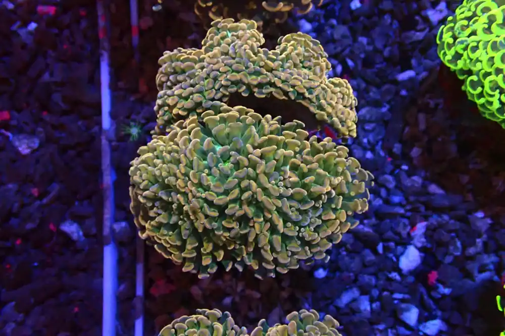 Yellow Hammer Coral - Natural Environment Aquatix