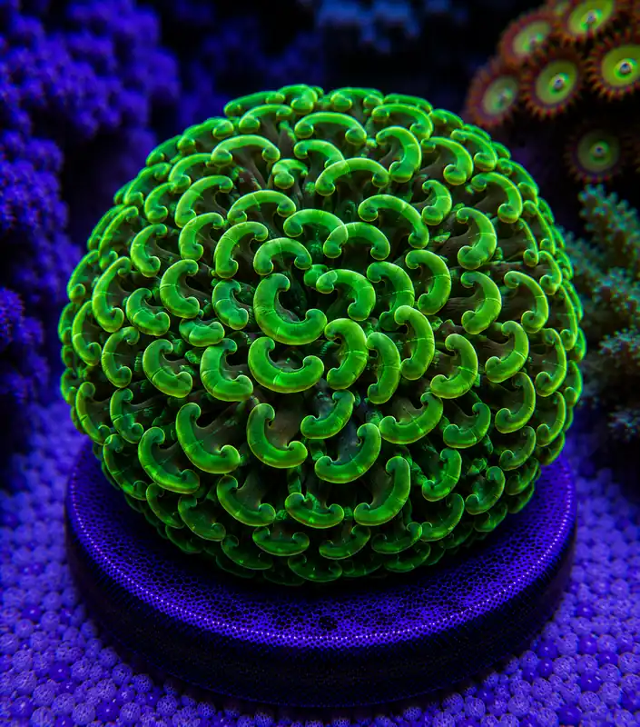 Green Metallic Hammer - Natural Environment Aquatix