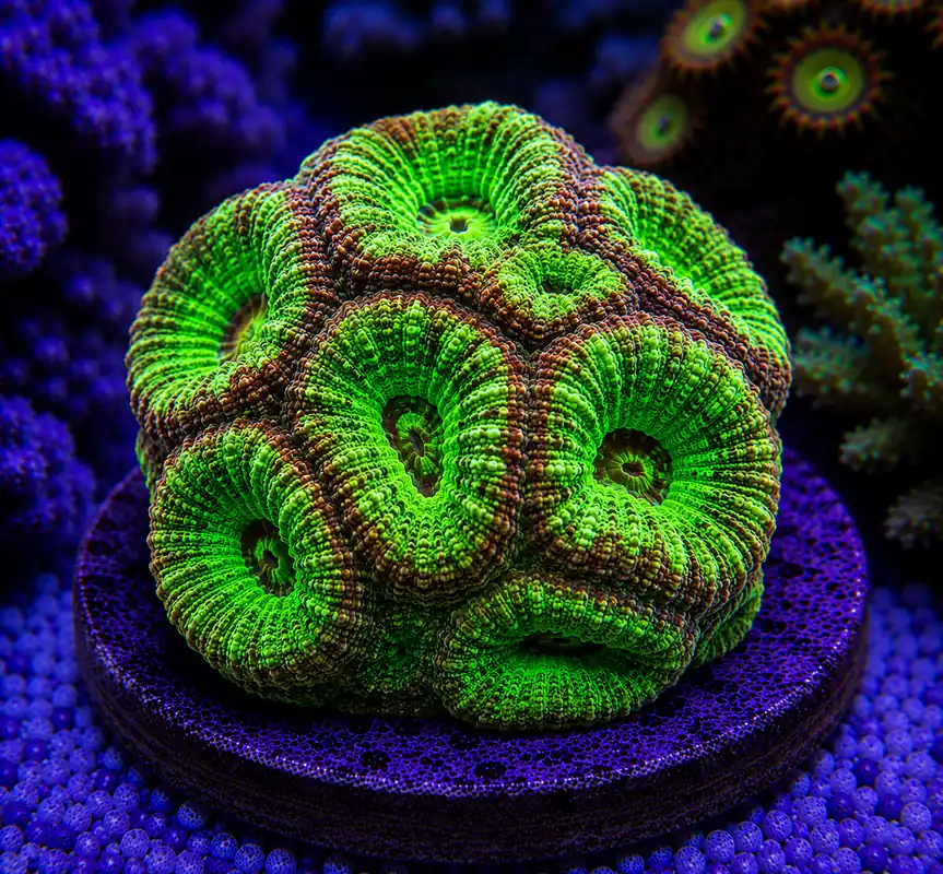 Green Acan Coral - Natural Environment Aquatix