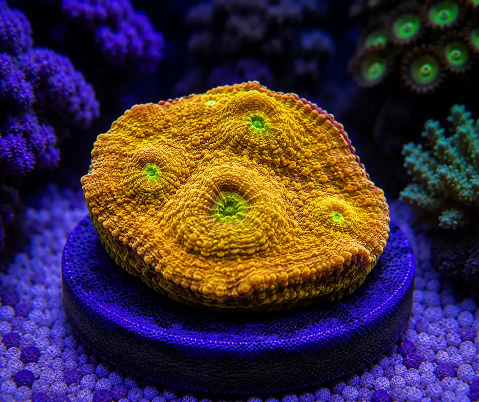 Gold Chalice - Natural Environment Aquatix