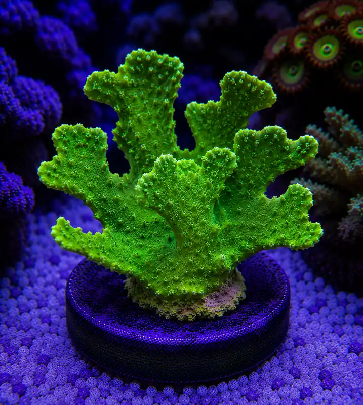 Green Turbinaria Frag - Natural Environment Aquatix