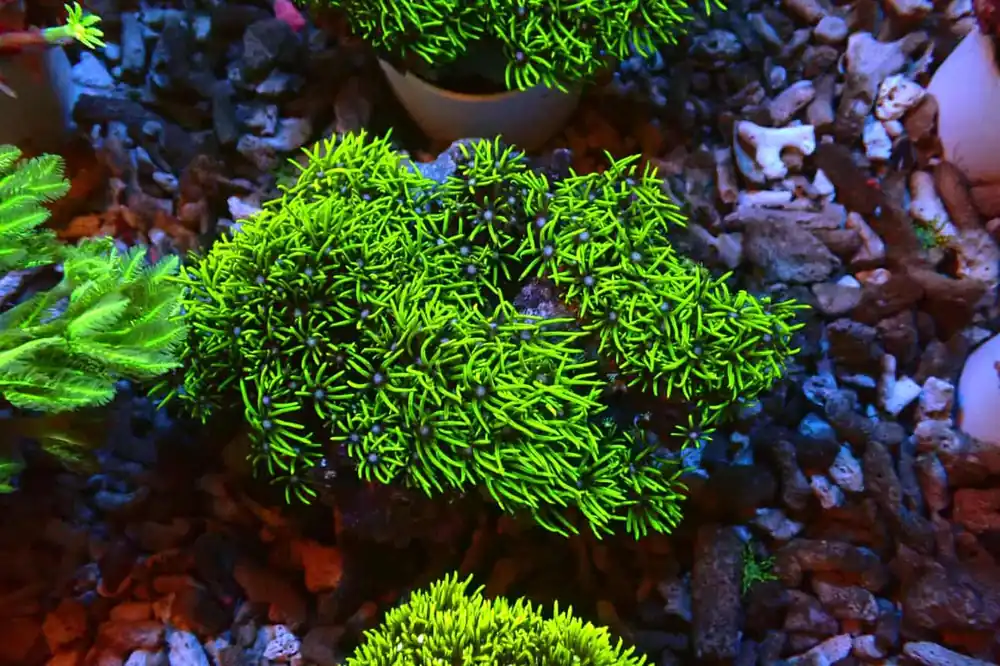 Green Star Polyp - Natural Environment Aquatix