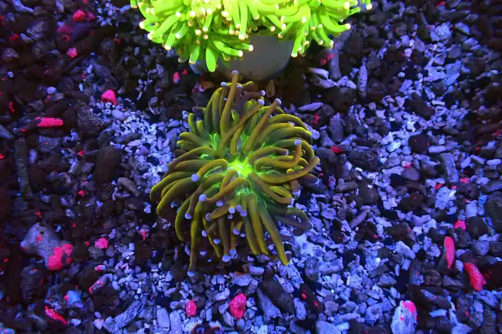 Gold Torch/ Green Center - Natural Environment Aquatix