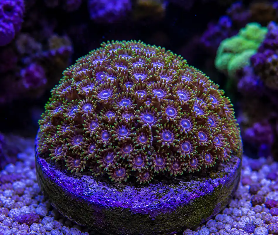 Hollywood Gonipora - Natural Environment Aquatix