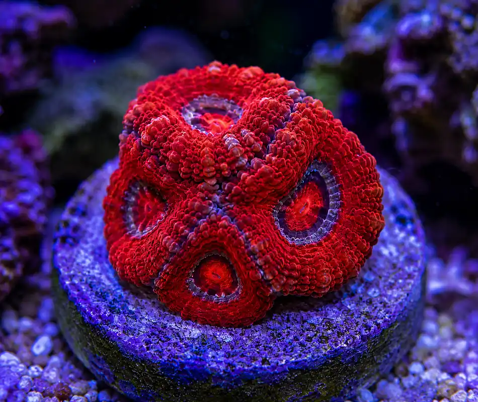 Red Mivromussa Acan - Natural Environment Aquatix