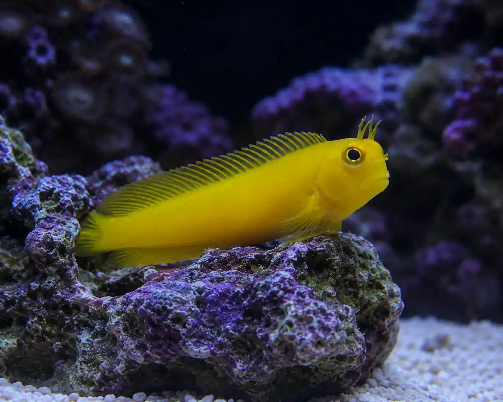 Midas Blenny - Natural Environment Aquatix