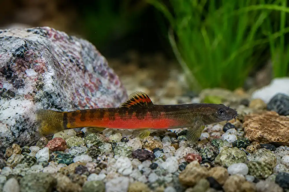 Crimson Loach India - Natural Environment Aquatix
