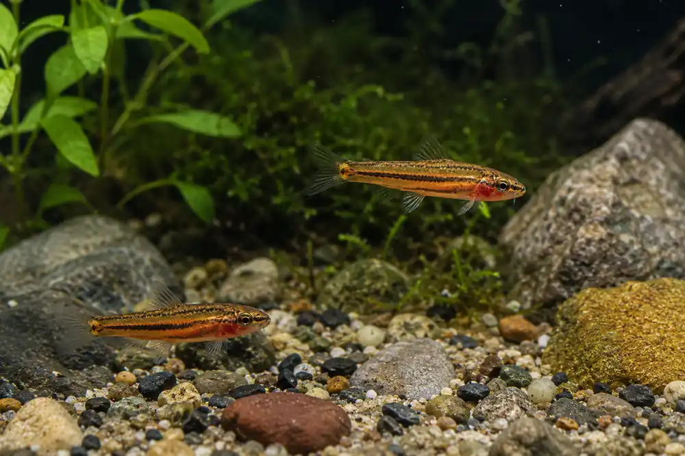 Rosy Loach - Natural Environment Aquatix