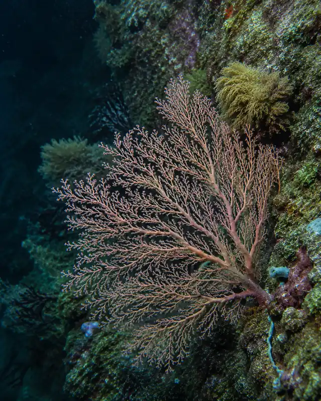 Gorgonian Medium - Natural Environment Aquatix