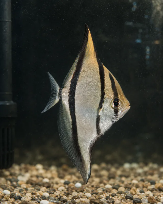 Mono Sebae - Natural Environment Aquatix