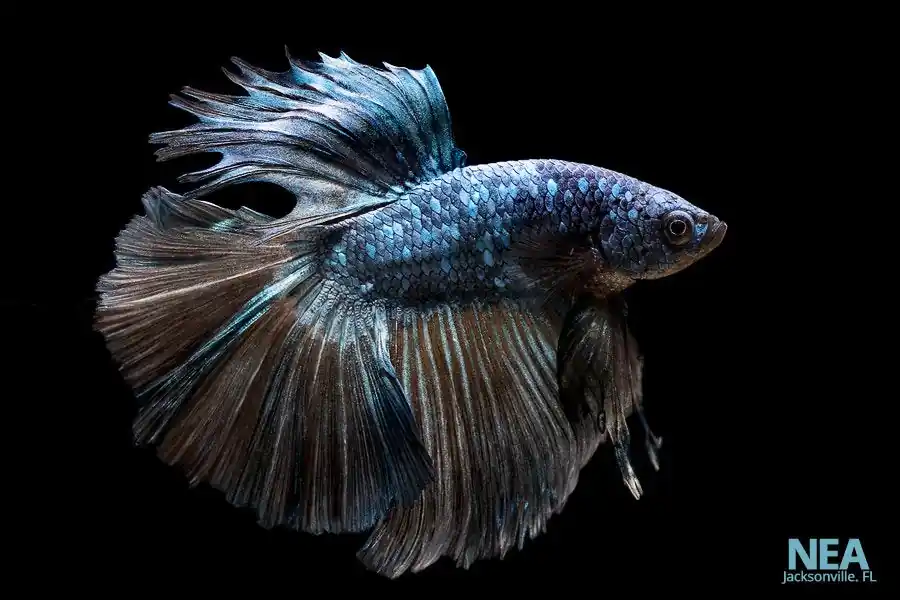 Assorted Male Betta Fish - Carolina Aquatics