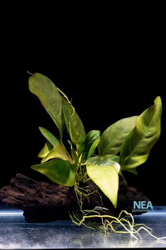 Anubias On Driftwood - Emark Tropical Imports