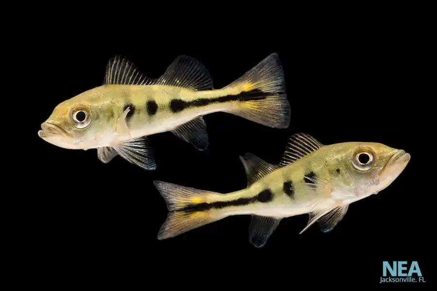 Peacock Bass Cichlid - Sun Pet