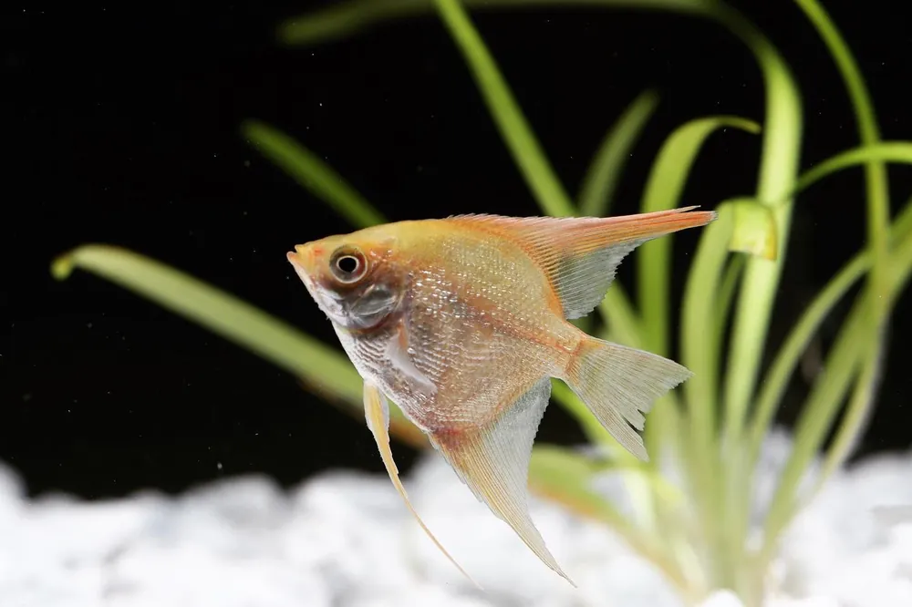 Pearl Scale Angelfish - Natural Environment Aquatix
