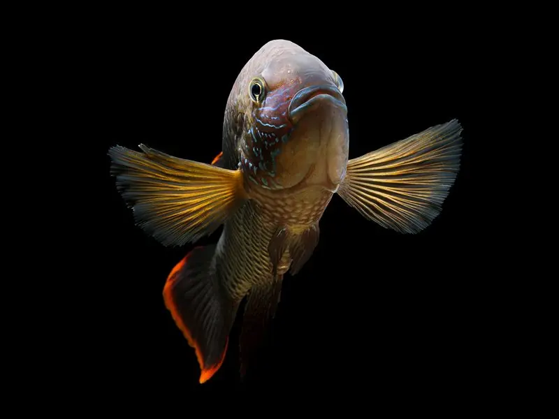 Green Terror Cichlid - Emark Tropical Imports