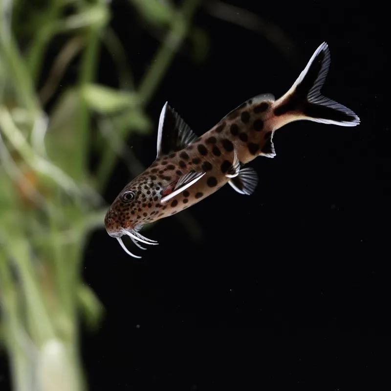 Dwarf Petricola Synodontis Catfish - Cichlid Exchange