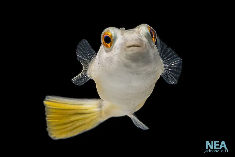 Fahaka Puffer Fish - Predatory Fins