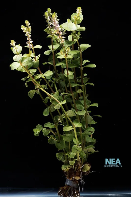 Rotala Indica Plant - Emark Tropical Imports