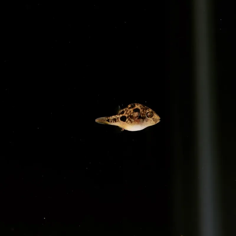 Pea Puffer Fish - Sun Pet