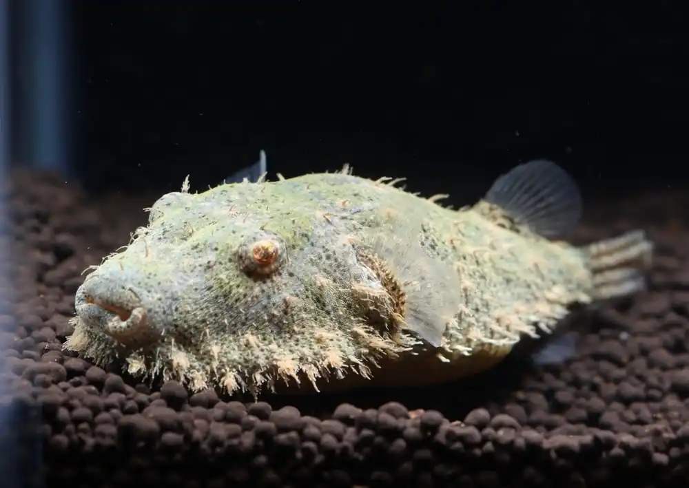 Hairy Pufferfish - Cichlid Exchange