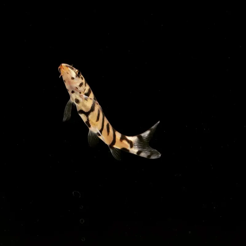 Yo-Yo Loach