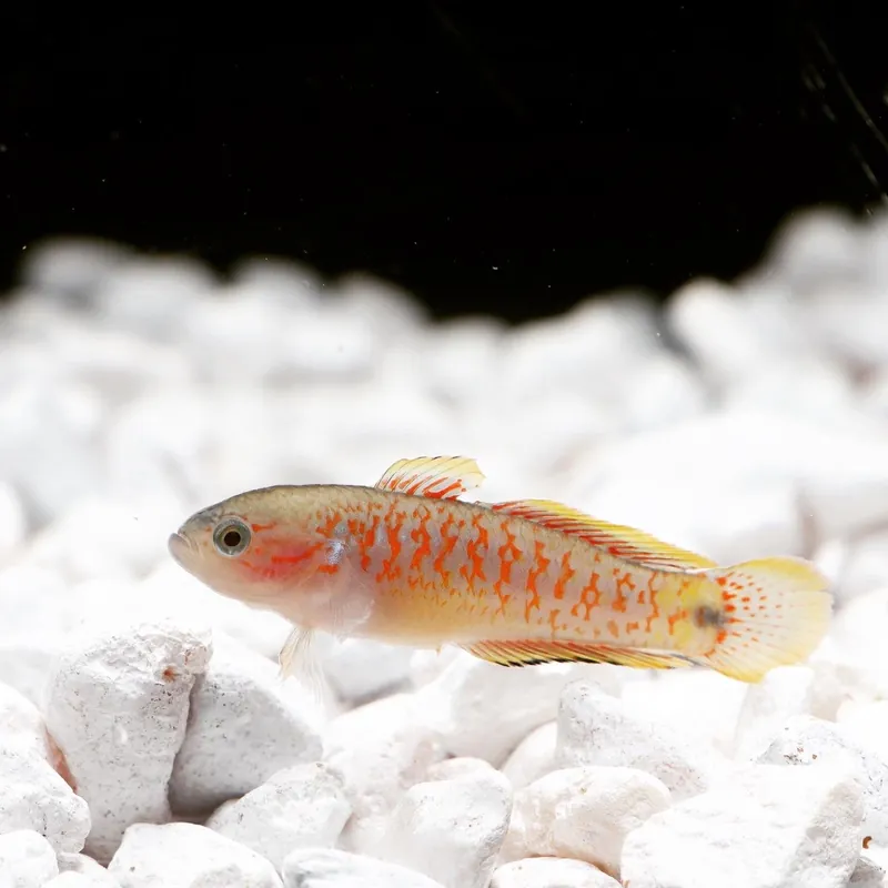 Peacock Gudgeon - Emark Tropical Imports