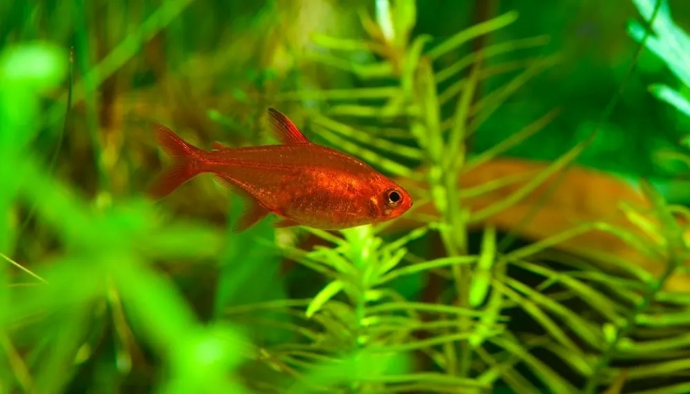 Ember Tetra - Emark Tropical Imports