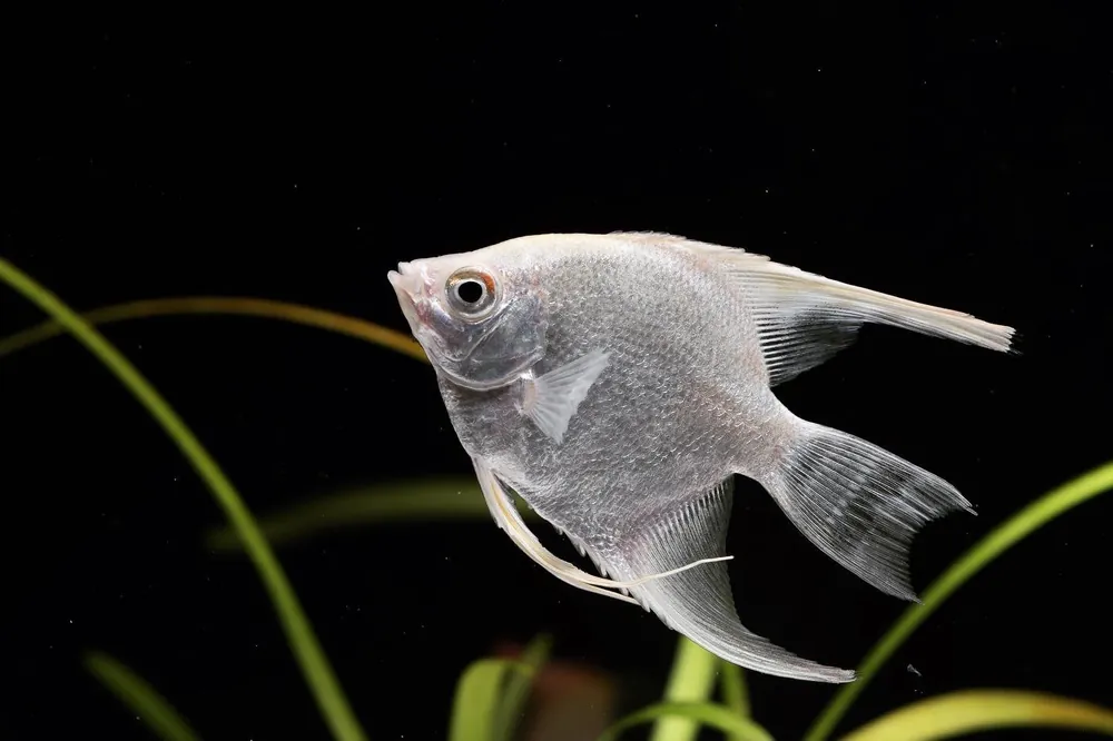 Platinum Angelfish - Cichlid Exchange