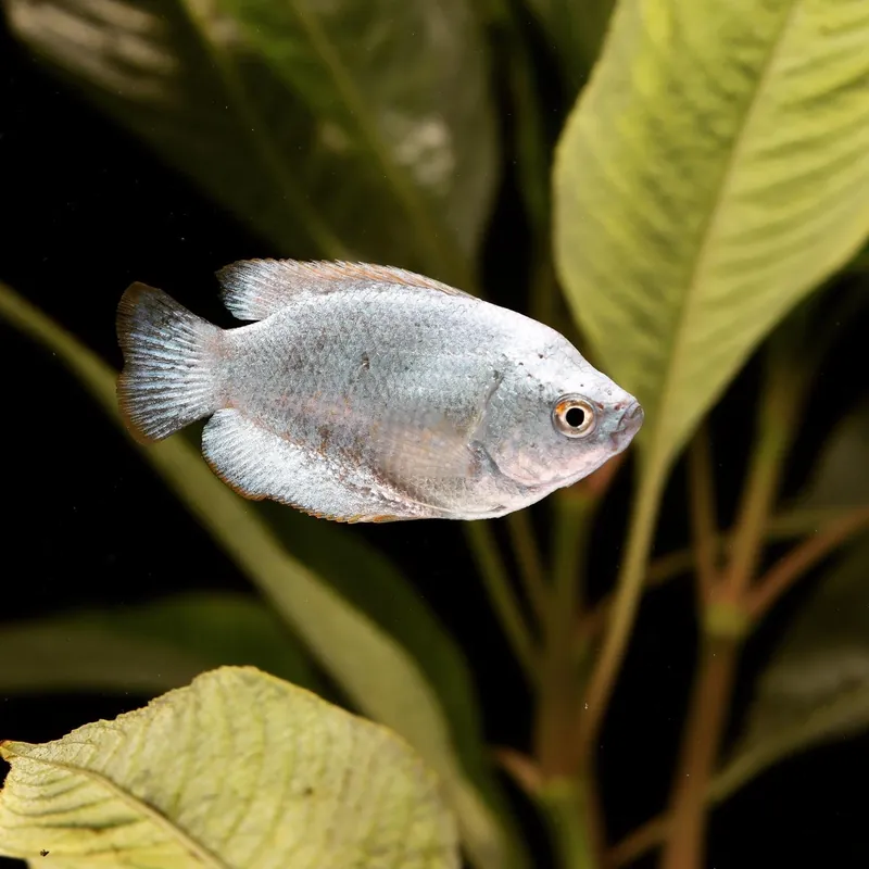 Powder Blue Dwarf Gourami - Cichlid Exchange