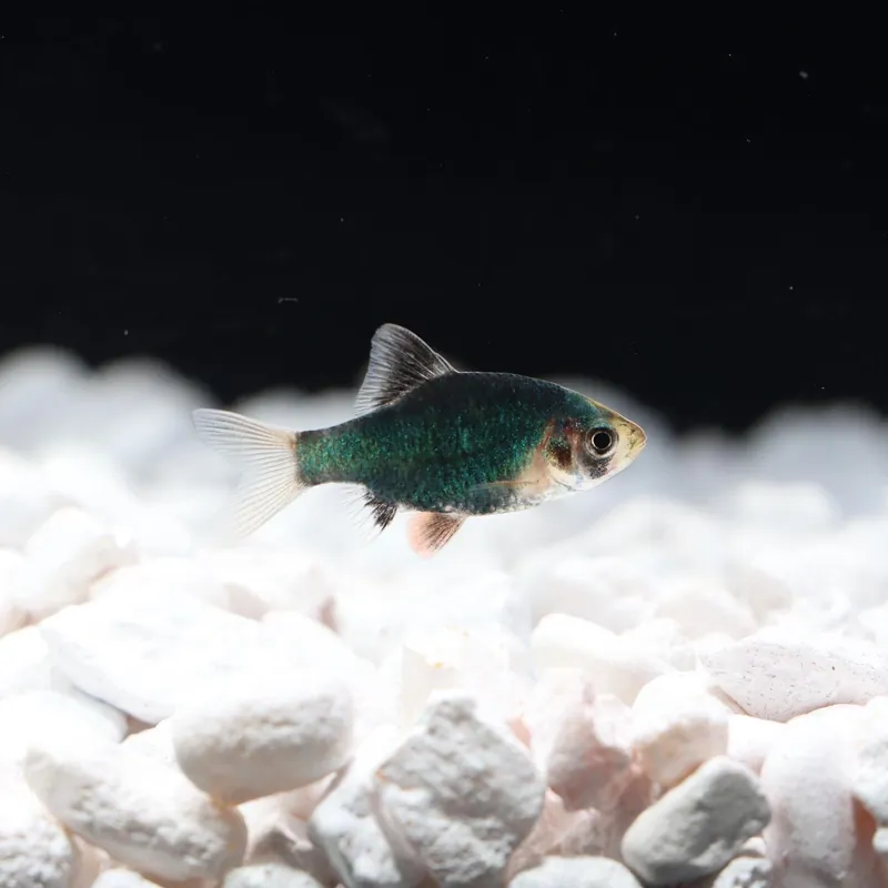 Green Tiger Barb - Emark Tropical Imports