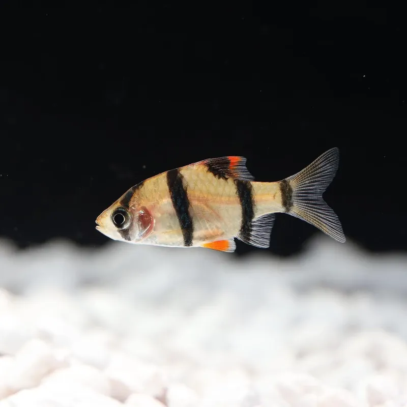 Tiger Barb - Emark Tropical Imports