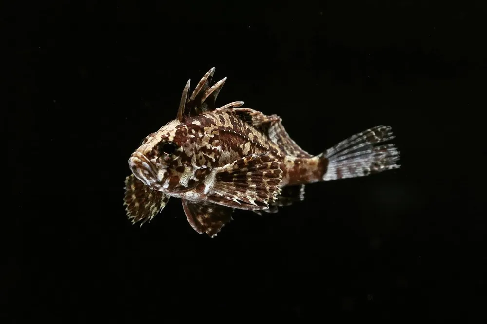 Indian Butterfly Goby - Sun Pet