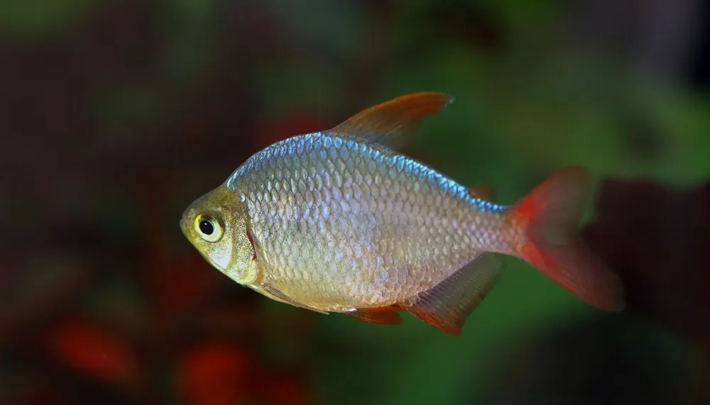 Columbian Tetra - Emark Tropical Imports