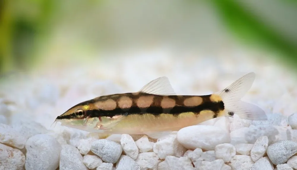 Dwarf Chain Loach - Cichlid Exchange