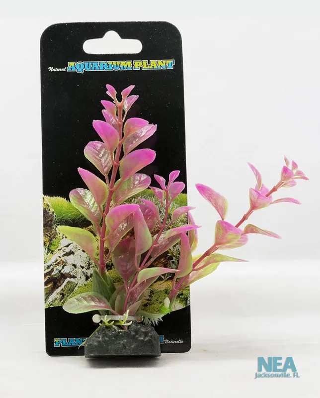 Moneywort Decorative Aquarium Plant - Natural Environment Aquatix