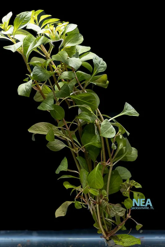 Ludwigia ‘Dark Red’ Aquatic Plant - 5D Tropical