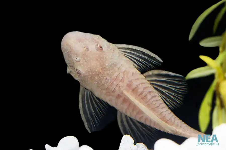 Albino Bushynose Plecostomus - Sun Pet
