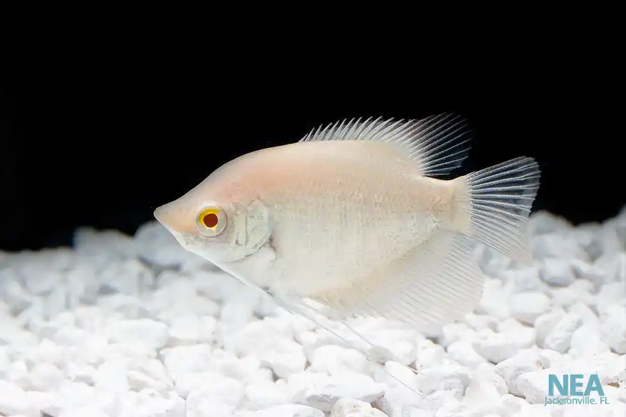 Albino Giant Gourami - Natural Environment Aquatix