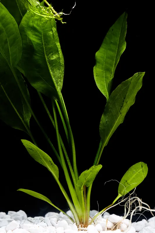 Amazon Sword Aquatic Plant - Emark Tropical Imports