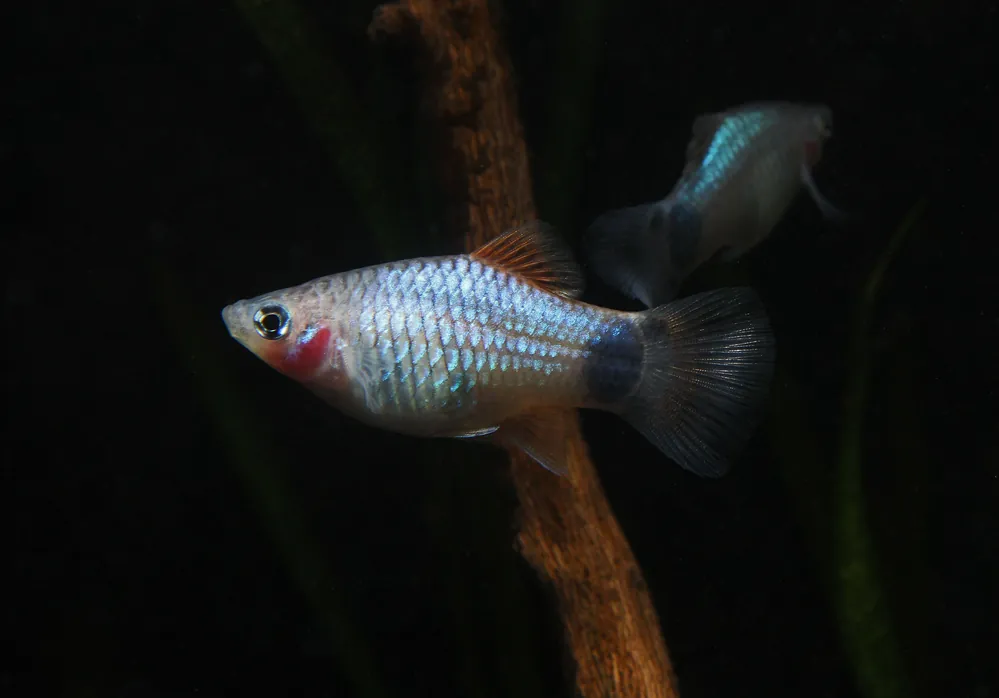 Assorted Platy - Emark Tropical Imports
