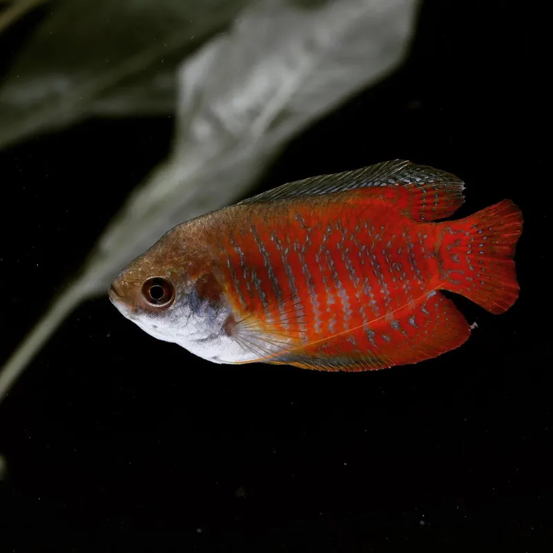 Dwarf Gourami - Cichlid Exchange