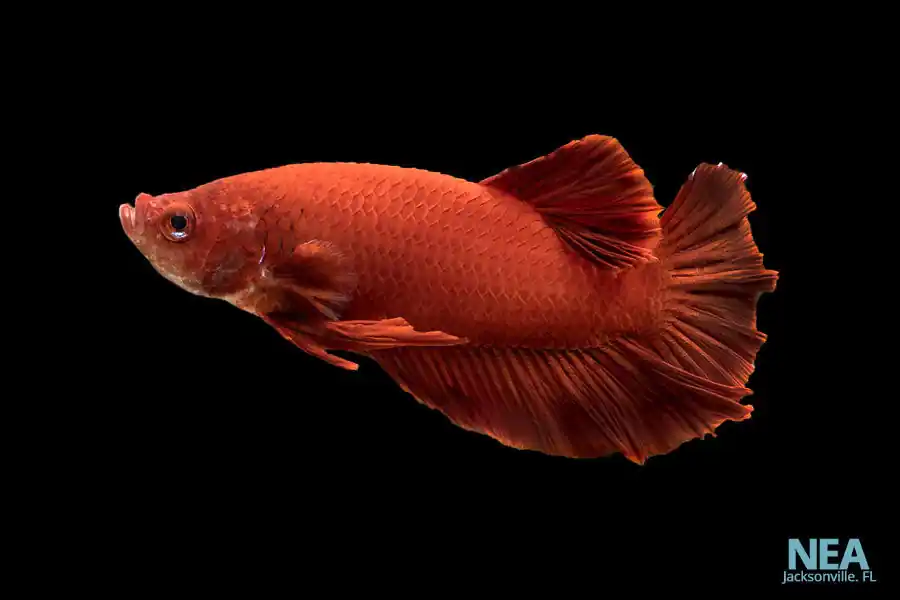 Plakat Super Red Male Betta Fish - Cichlid Exchange