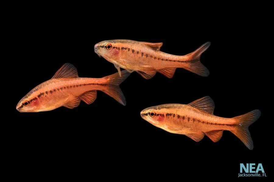 Cherry Barb - Emark Tropical Imports