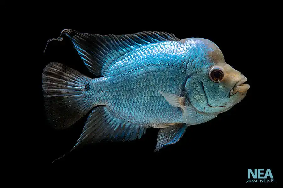 Thai Silk Flower Horn Cichlid - Natural Environment Aquatix
