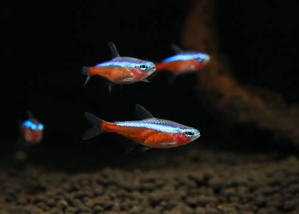 Cardinal Tetra - Emark Tropical Imports