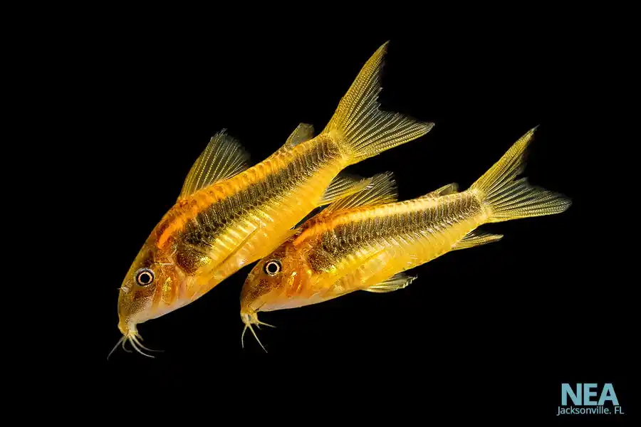 Orange Laser Corydoras Catfish - Cichlid Exchange