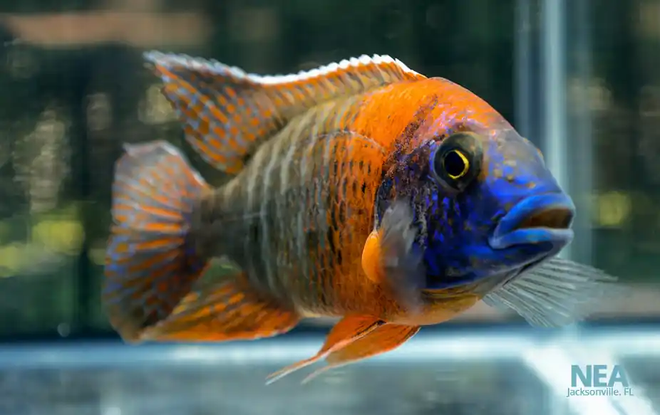 Fire Queen - Natural Environment Aquatix